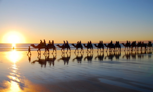 Camels on cable beach, Copyright Lee Mylne